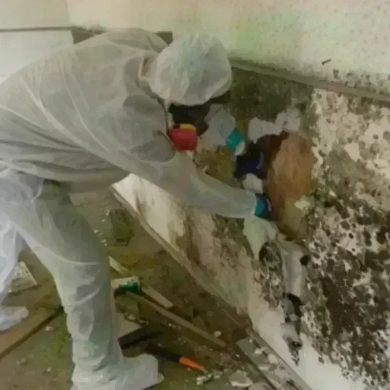 Mold Remediation and Removal in Martins Ferry, OH